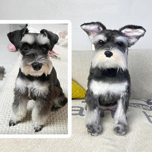 Schnauzer