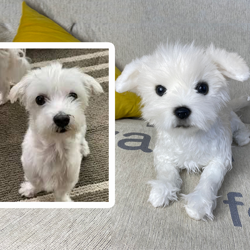 Rivercreek Maltese