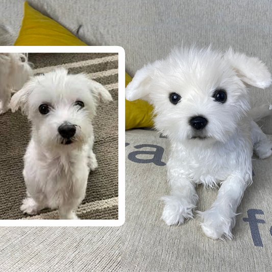 Rivercreek Maltese