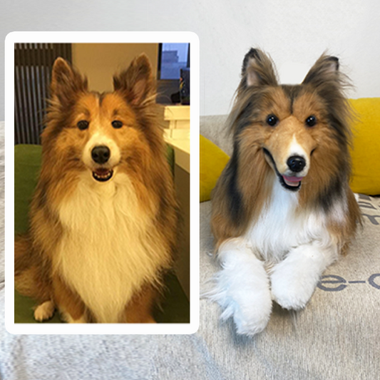 Rough Collie