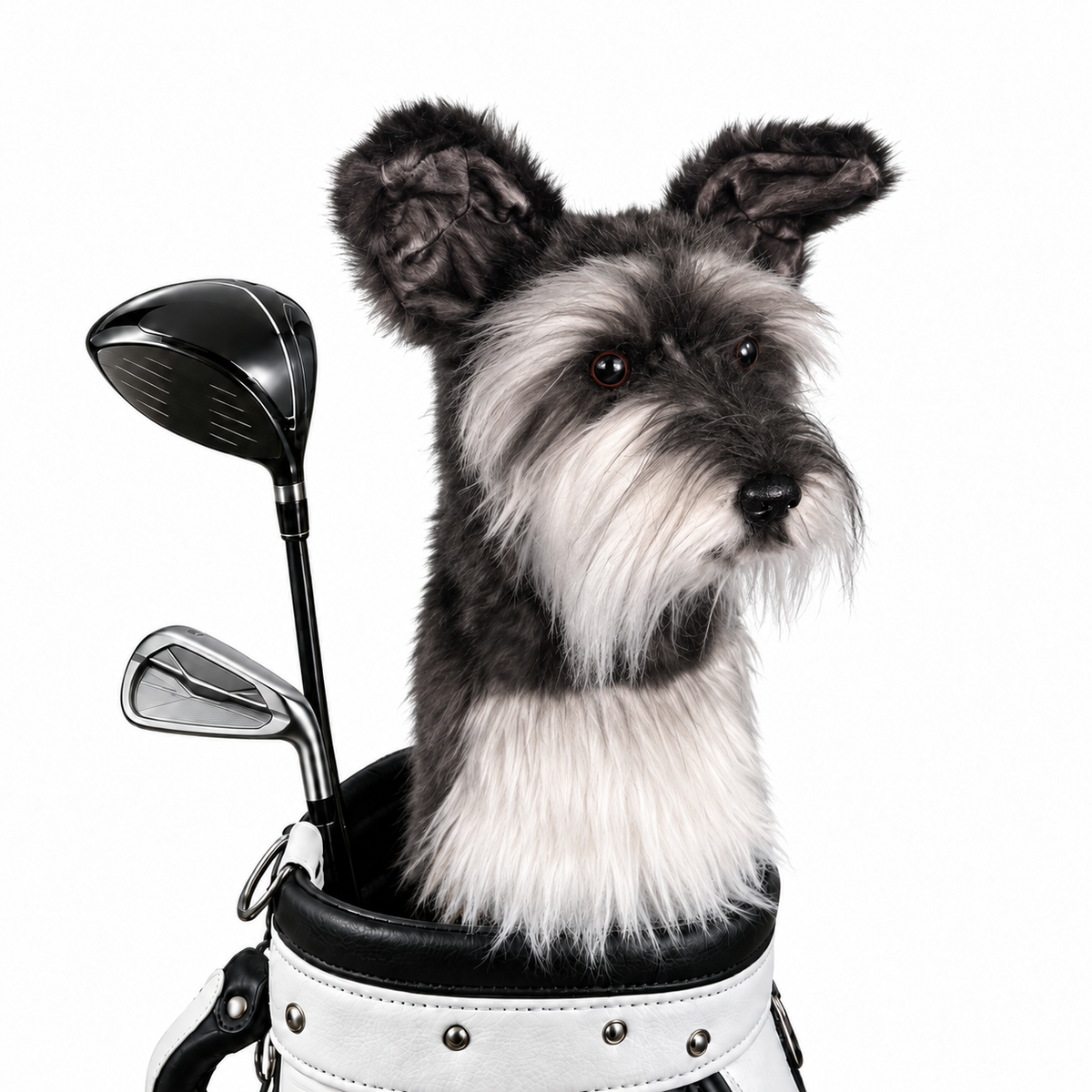 Black Schnauzer Golf Club Cover